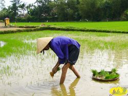 green rice field - Hoi An